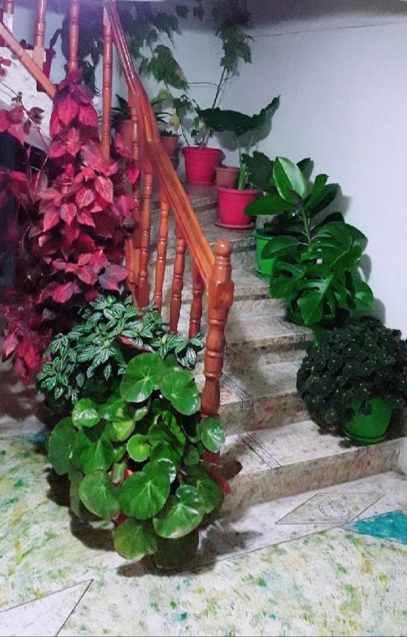 Sokolli Guest House Gjirokastër Екстериор снимка